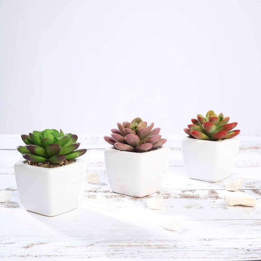 3-Pack Echeveria Elegans Artificial Succulents in Ceramic Pot - Lifelike Decorative Faux Plants for Home Office & Event Design 3