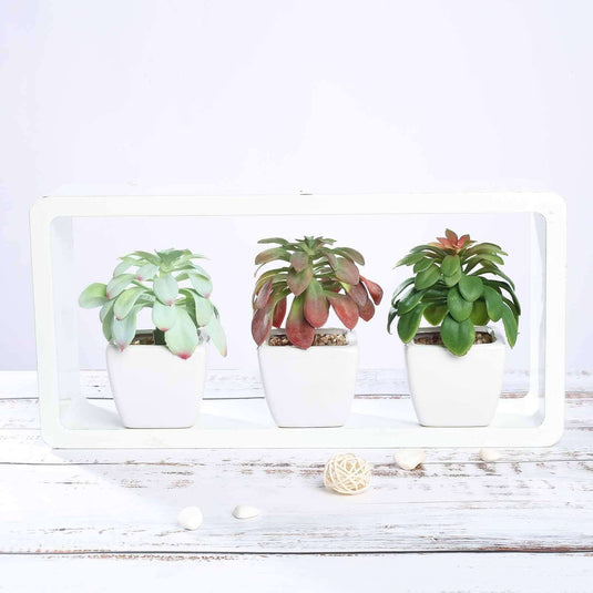 3-Pack Minibelle, Elegans & Grassneri Artificial Succulents in Ceramic Pot - Lifelike Decorative Faux Plants for Home Office & Event Design 5" Decorations PROstorez Default Title