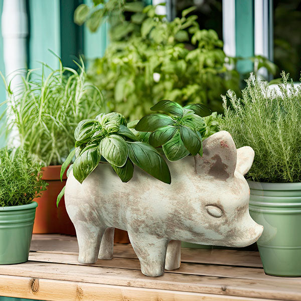 Clay Pig Planter Pot General CIMA