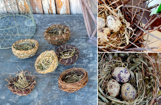 Natural Quail Bird Nests, Set Of 6 General PHC