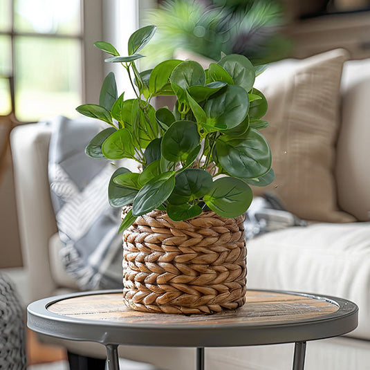 Lifelike Potted Peperomia Plant Whats trending UMA