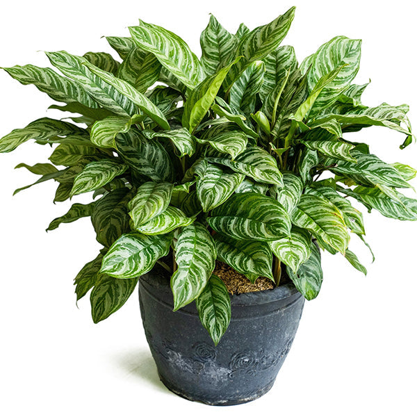 Maria Houseplant, Pick Your Pot Collection Decor Steals