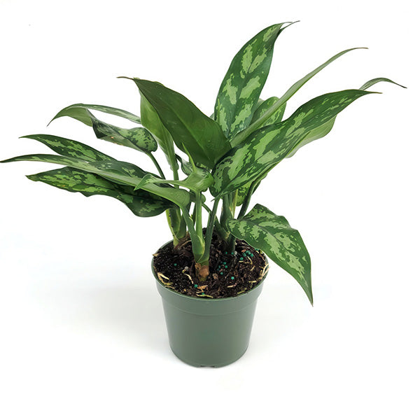 Load image into Gallery viewer, Maria Houseplant, Pick Your Pot Collection Decor Steals
