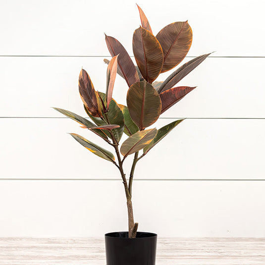 Magnolia Faux Indoor Tree, Choose Your Size RH