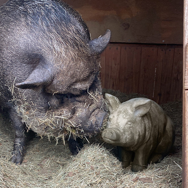 BIG Wilbur Sitting Pig Accent Sale ABH