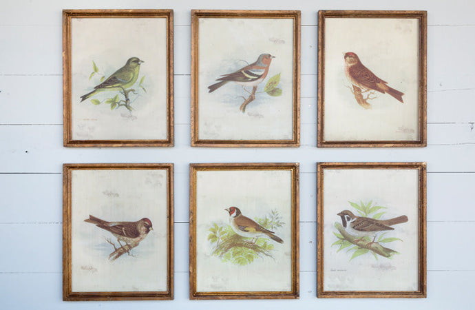 *LARGE* Vintage Bird Prints Set of 6 General PHC