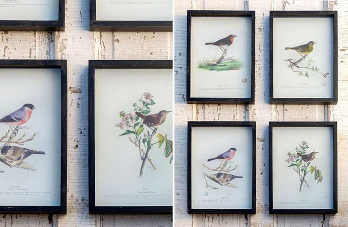 Framed Vintage Bird Prints Set of 4 General PHC