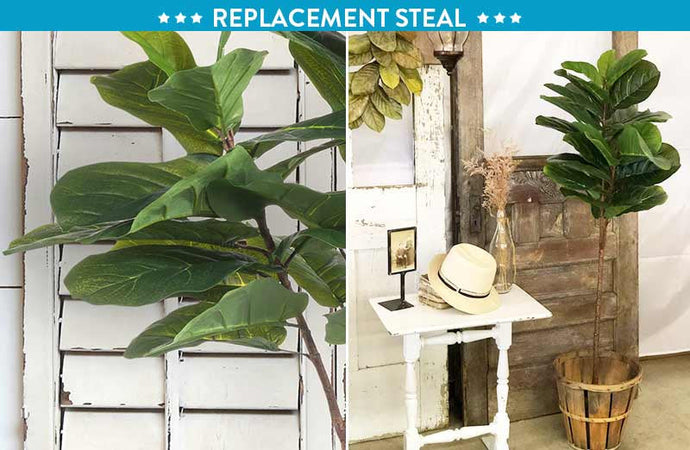 *HUUUGE* Fiddle-Leaf Fig Tree General ABH