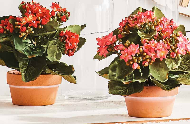 Load image into Gallery viewer, Potted Kalanchoe Set of 2 Accessory RAZ
