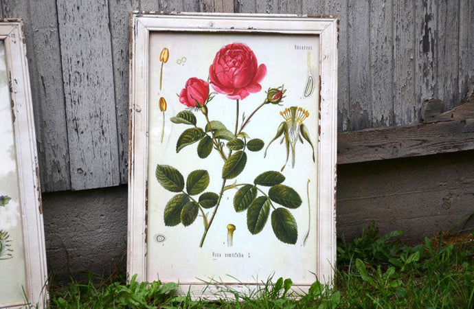 Framed Rose Botanical Print General PPD