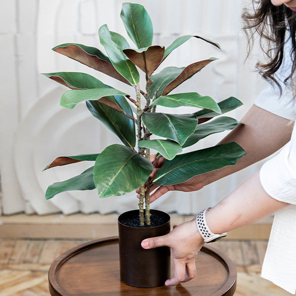 Lifelike Potted Magnolia Tree Whats trending ABH