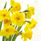 Yellow Daffodils Floral Lunch Napkin - 20 Pack Lunch Napkins PROstorez